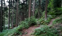 Der Chrille allein im Wald