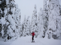 zauberhafter Winterwald