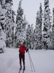 zauberhafter Winterwald II